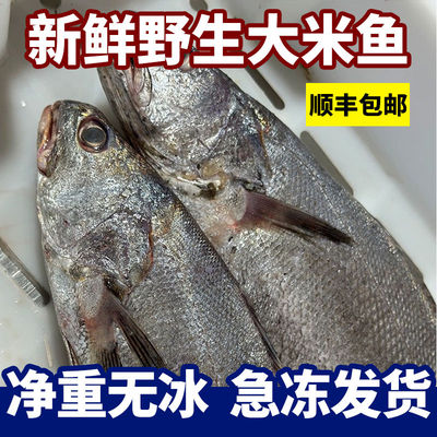【顺丰包邮】新鲜米鱼大鮸鱼深海捕捞鲜活冷冻鳘鱼海鲜水产大鳌鱼