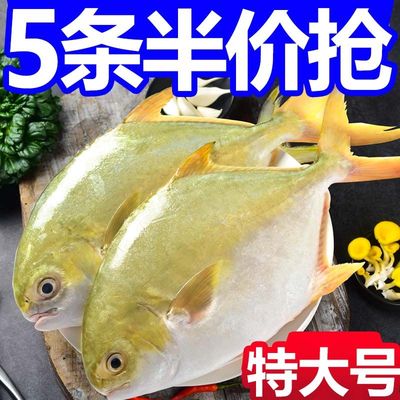 【特大精品】新鲜金鲳鱼鲜活冷冻大鲳鱼整箱深海鱼海捕白鲳鱼鱼类