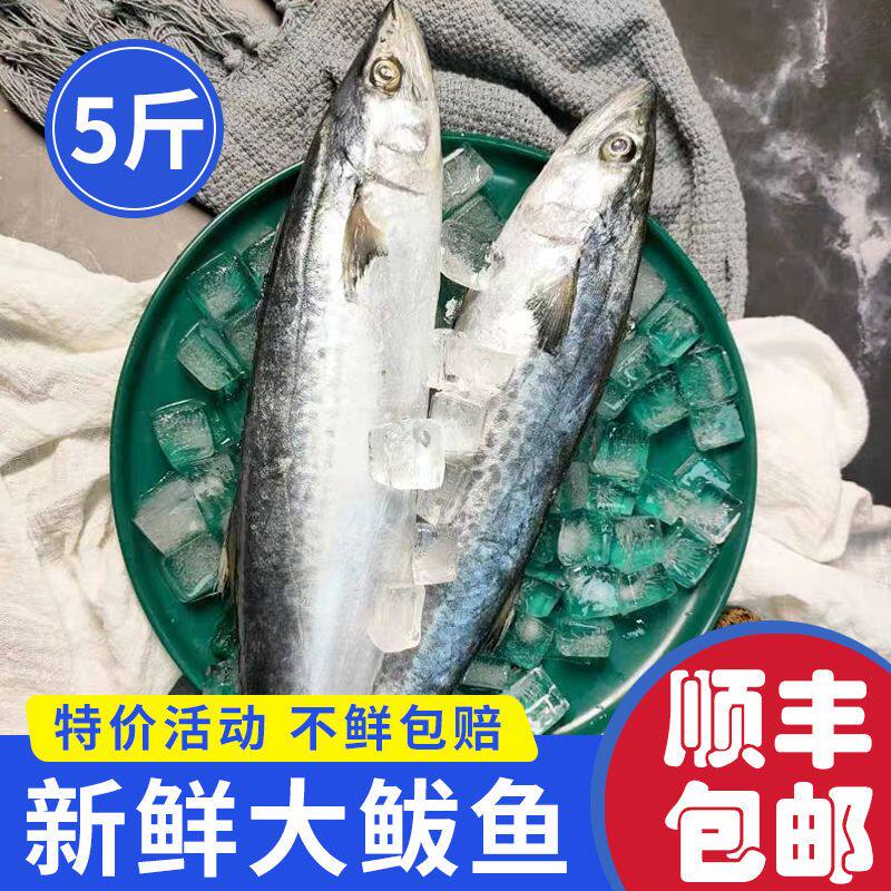 【国产海鲜】大鲅鱼野生冷冻鲅鱼新鲜马鲛鱼海鲜水产鲜活冷冻批发