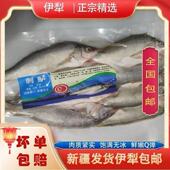 新疆伊犁恰海高海拔冷水鱼刺鲈小鱼顺丰空运冷冻新鲜原生态净膛