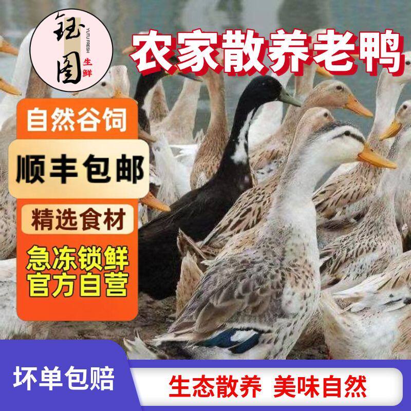 散养五年老鸭子土鸭农家水养老鸭鸭肉整只土鸭新鲜现杀鸭肉批发