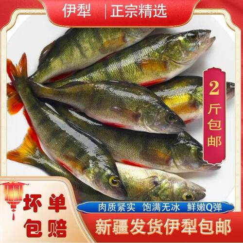 新疆空运包邮到家学水阿勒泰冷水鱼五道黑鲈鱼去鳞去内脏鲜货速冻