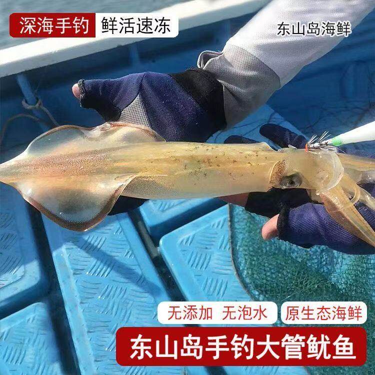 鱿鱼火箭管活冻新鲜手钓大管刺身礼盒送礼酒店料理店用东山岛海鲜