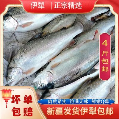 新疆伊犁三文鱼(虹鳟)活