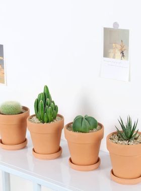 仙人掌盆栽龙神木多肉植物 万重山鱼骨令箭绿植客厅室内桌面昙花