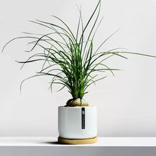 酒瓶兰盆栽植物热带风情办公室内花卉耐旱多肉植物懒人好养