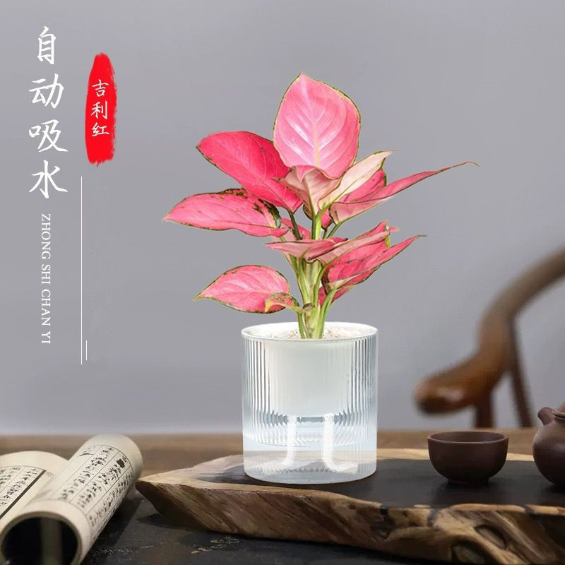 绿植盆栽室内光汐自动吸水盆栽带盆栽好发货植物好养水培土培花卉