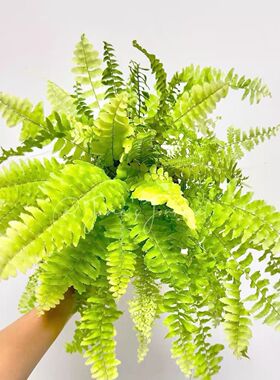 黄金波士顿蕨盆栽室内客厅观叶长藤垂吊蕨类桌面绿植波士顿耐阴