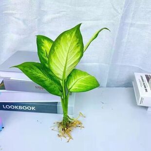 玛丽安粉黛万年青水培绿植盆栽桌面花卉办公室绿植发财黄金银皇后