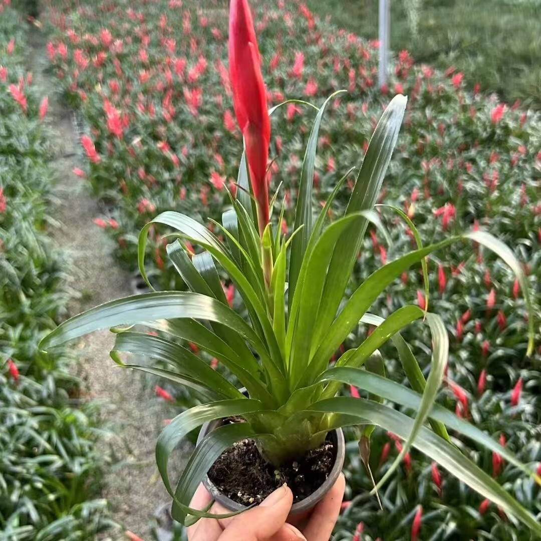 绿丝绦鸿运当头盆栽水培绿植物