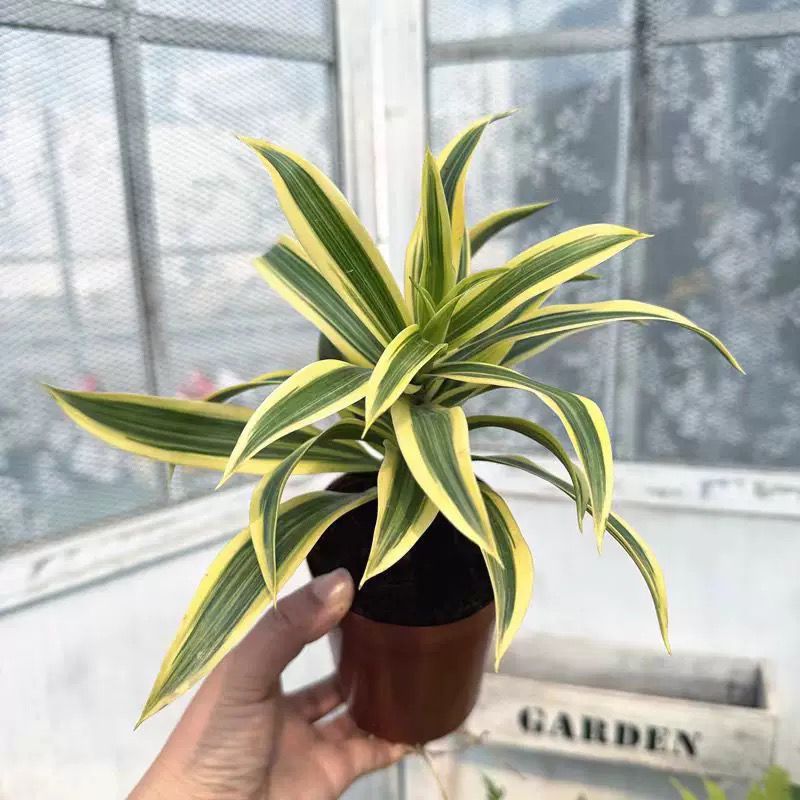 绿丝绦金边百合竹懒人网红绿植