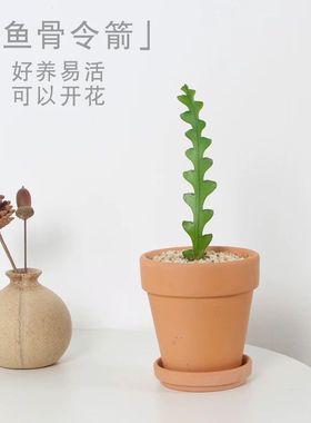 鱼骨令箭招财猫多肉植物荷花鱼骨桌面小摆件创意可爱办公室盆栽