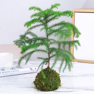 南洋杉盆栽苔藓球水培花卉绿植物室内花好养活四季懒人适合养