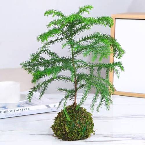 南洋杉盆栽苔藓球水培花卉绿植