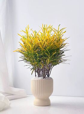 洒金木盆栽黄金万两花苗室内庭院招财好养七彩变色木绿植花卉