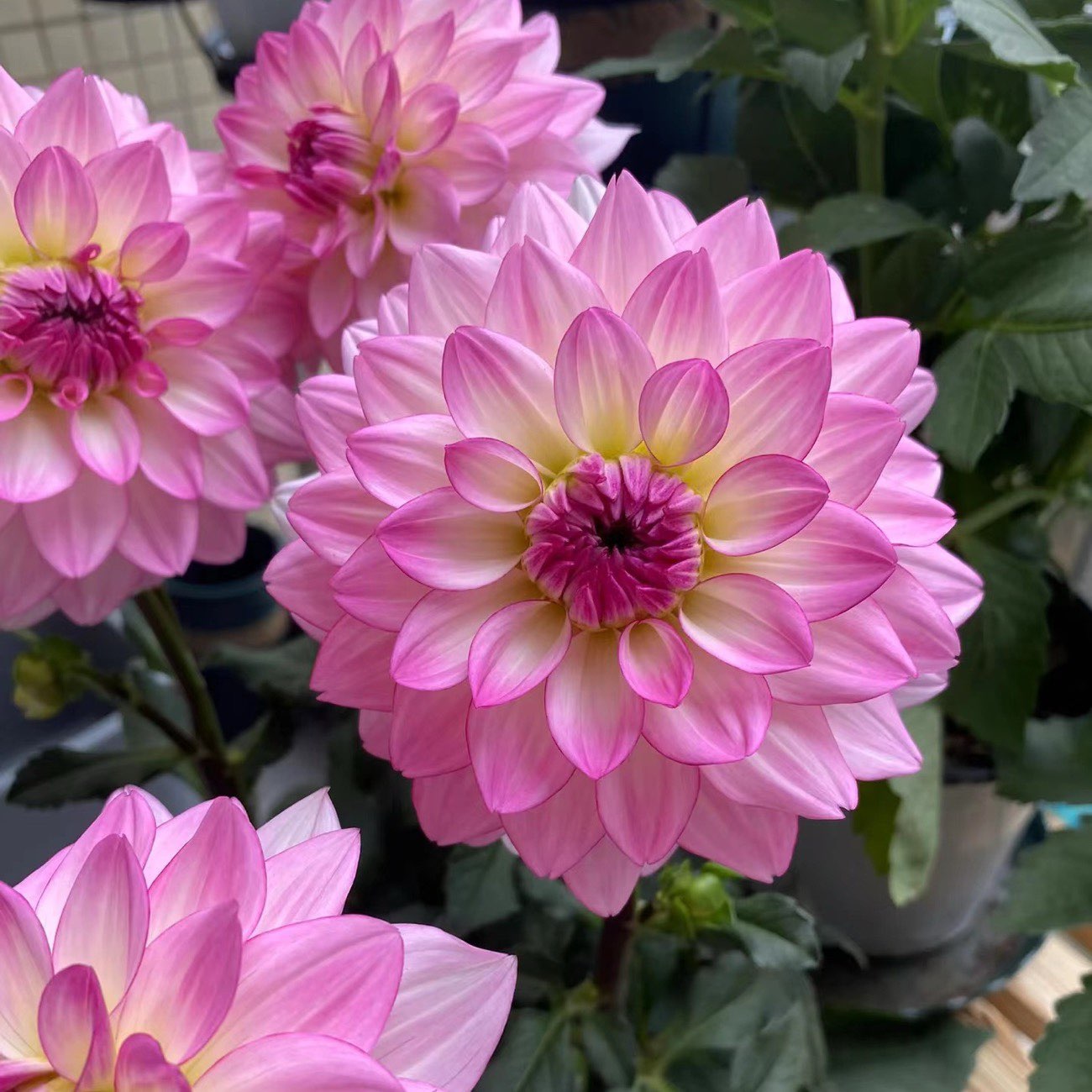 绿丝绦大丽花盆栽带花苞种球根