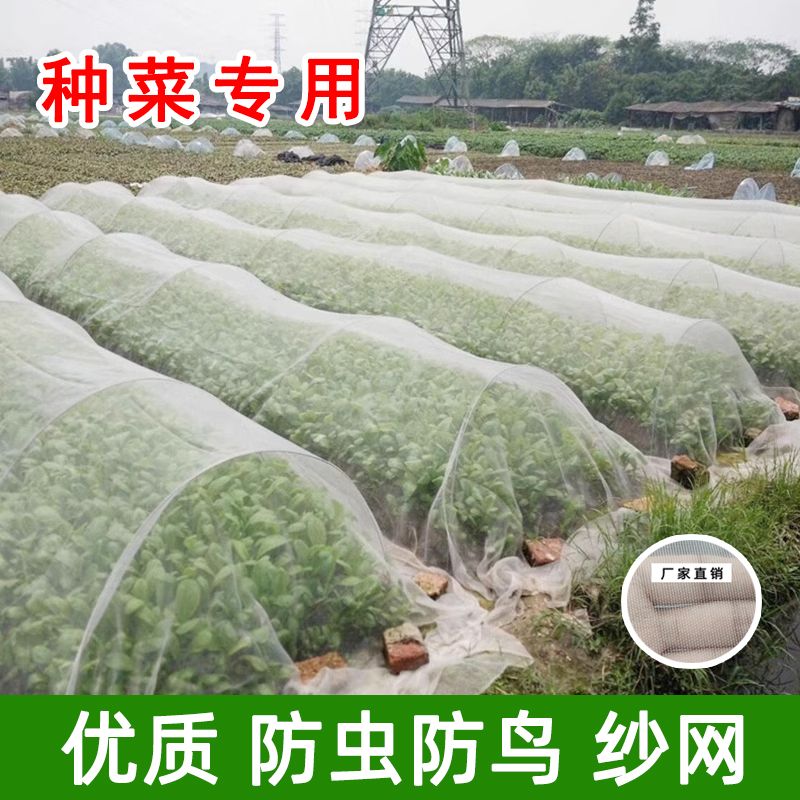 种菜专用防虫纱网大棚果树防鸟用网防虫网农用菜地防虫网防鸟网罩