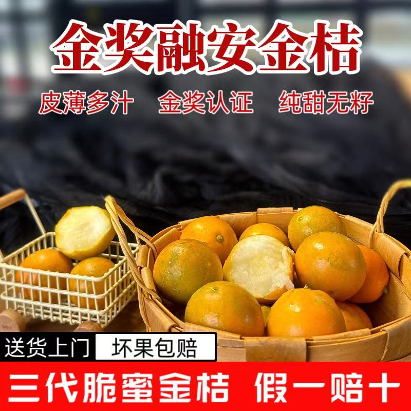 正宗广西融安脆蜜金桔大果鲜果第三代纯甜脆蜜金柑当季水果