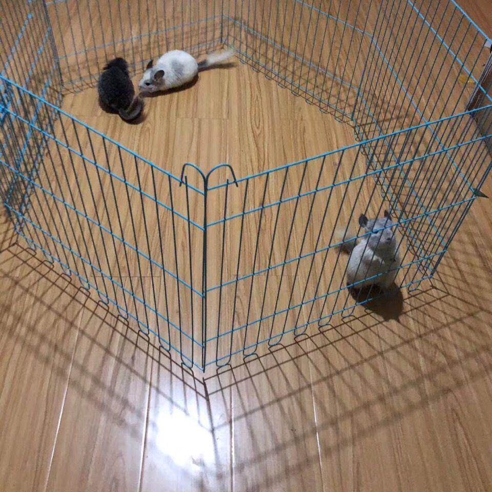 龙猫放风围栏栅栏铁宠物