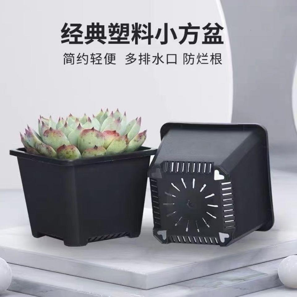 多肉花花盆盆景天天小方