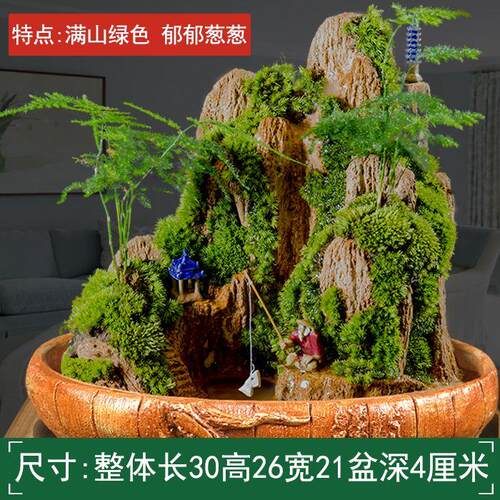 假山盆栽吸水盆景石上绿