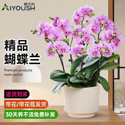 蝴蝶兰带花苞剑年宵花盆