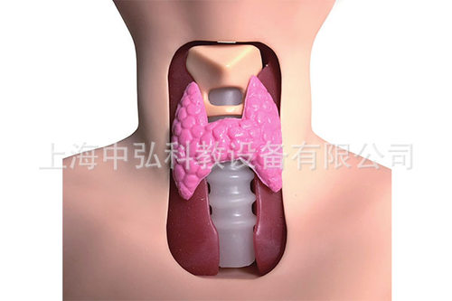 甲状腺检查模型 甲状腺模型