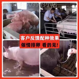 极速母猪发情配种药粉喷雾针兽z用诱情剂促情排卵交配促孕多胎素
