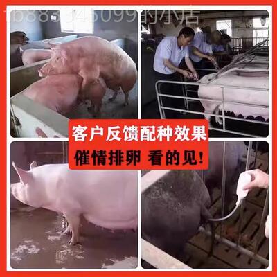 极速母猪发情配种药粉喷雾针兽z用诱情剂促情排卵交配促孕多胎素