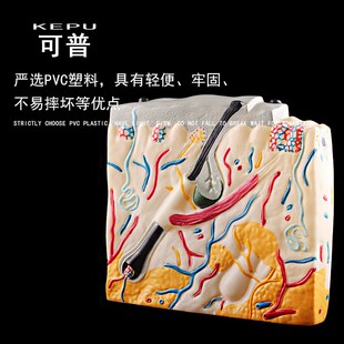 可普 立体皮肤结构模型初高中生物演示用教具中小学教学演示模具