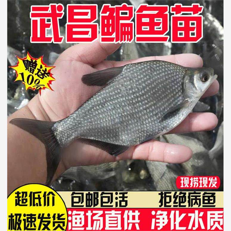 武昌鱼苗淡水养殖食用扁鱼苗三角鲂团头鲂柳叶鳊鱼新鲜草鳊鳊鱼苗