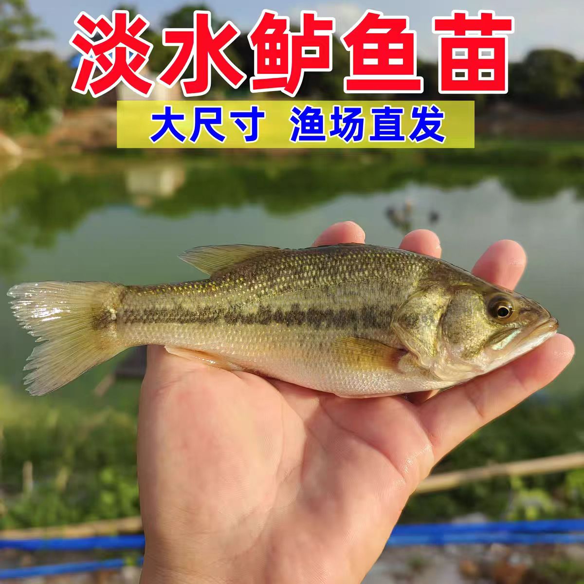鲈鱼苗淡水养殖加州鲈鱼苗特大冷水大口黑鲈路亚淡水养殖鲈鱼鱼苗