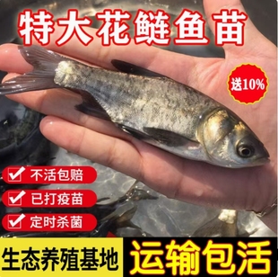 花鲢鱼黑鳙鱼胖头鱼苗大头鱼苗活体淡水食用养殖包活特大好养包邮