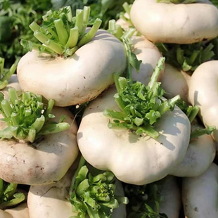 浙江温州新鲜盘菜白萝卜大圆头特产散装时令当季蔬菜3斤装5斤装