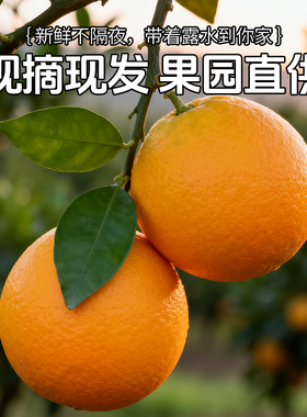 正宗麻阳冰糖橙9湖南橙子应当季水果新鲜现摘果冻橙冰糖橙包邮