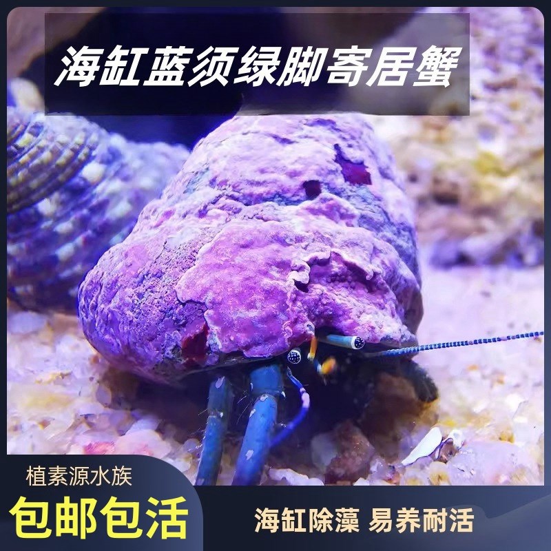 寄居蟹海缸c除丝藻蓝脚红脚绿脚吃食物渣清洁非陆寄海水寄居蟹深
