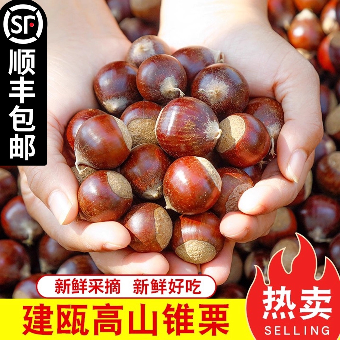 2025年建瓯锥栗板栗生新鲜栗子