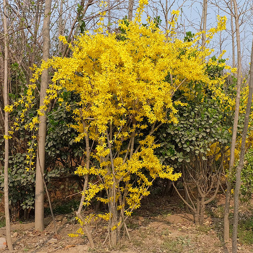 连翘花苗室外耐冻耐寒花卉天台露台耐热耐晒连翘花盆栽连翘树苗