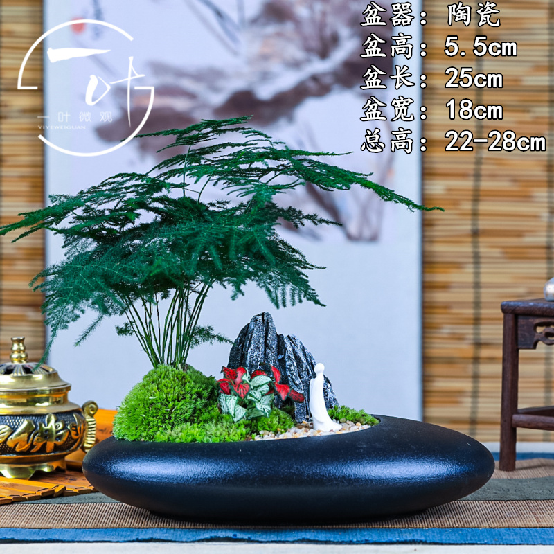 矮生小文竹小盆栽竹子室内办公室花卉绿植盆景云竹花盆微景观植物