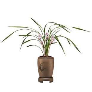 荷之冠冬带花苞出售浓香花卉绿植盆栽 荷瓣 刘阁兰花苗 莲瓣兰经典