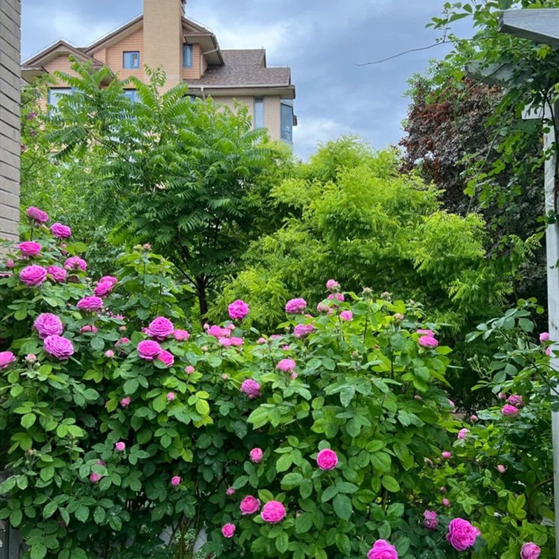 无刺月季西枝牡丹玫瑰爬藤蔷薇大花藤本浓香月季花苗庭院阳台盆栽