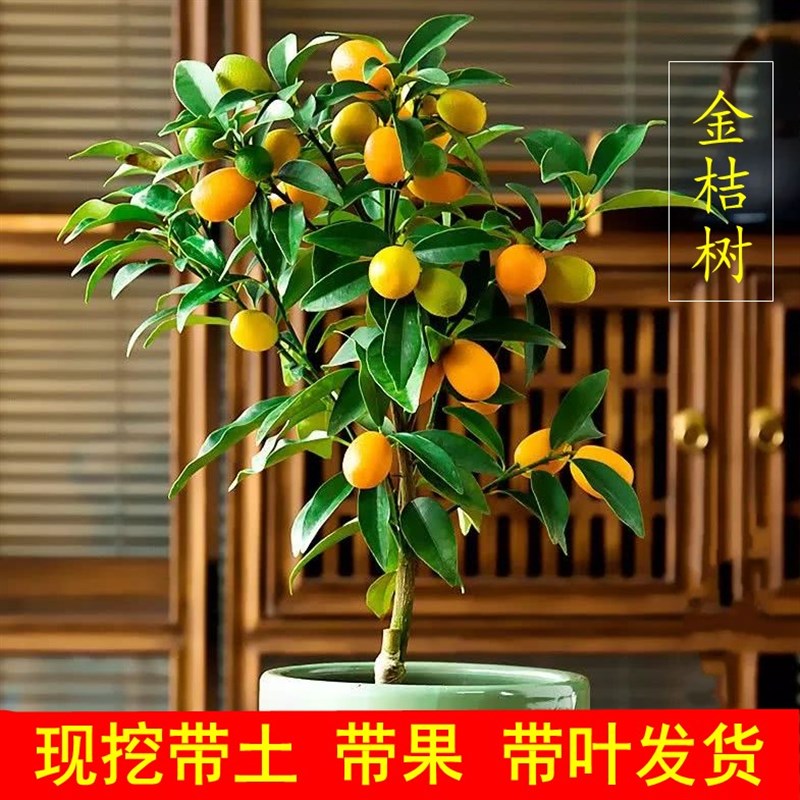 可食用四季金桔大树苗脆蜜柠檬苗小橘子盆栽地栽南北方种植果树苗