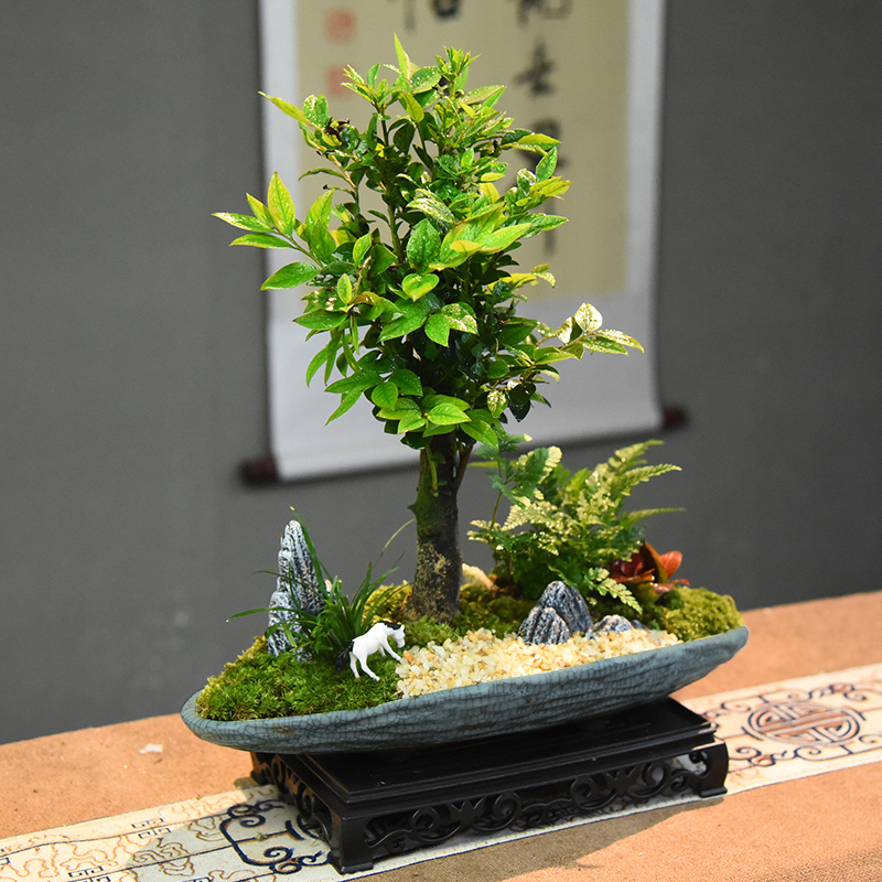 黑骨茶盆栽小叶紫檀室内绿植办公室书房展厅桌面古风植物摆件装饰