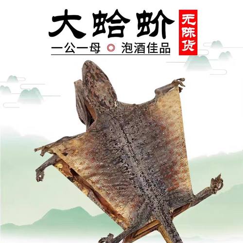 特大蛤蚧公母一对中药泡酒