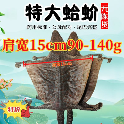 进口特大蛤蚧补血益气泡酒