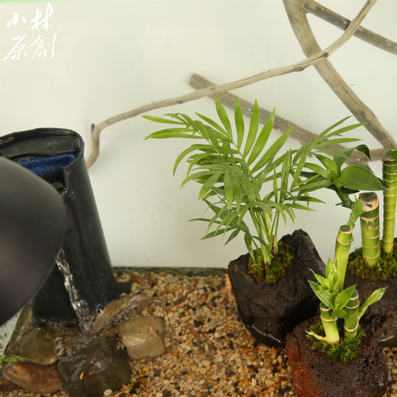 养龟造景岩植穴孔火山石袖珍椰子水边水陆装饰植物乌龟缸沼泽水培