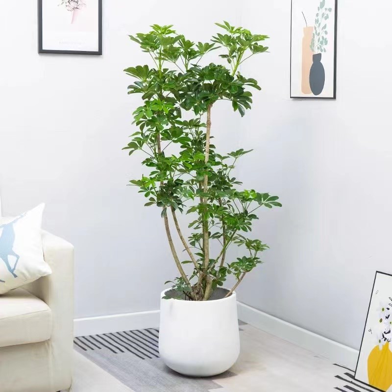 造型鸭脚木八方来财大型盆栽客厅室内办公室植物好养除甲醛植物