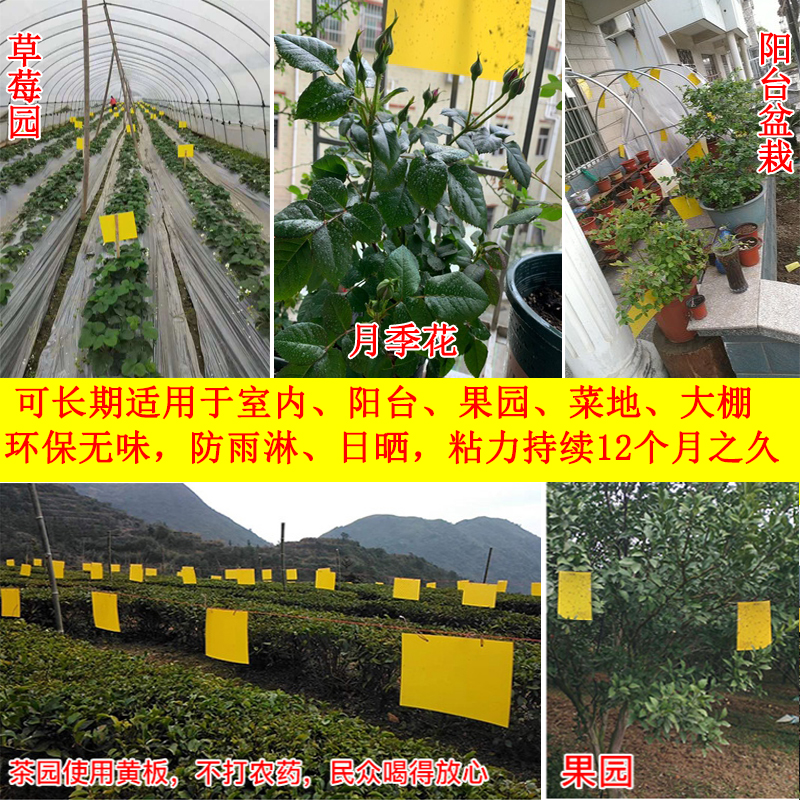 粘虫板黄板双面诱虫板蓝板茶果蝇果园大棚小飞虫茶园蓟马园艺包邮