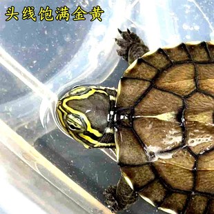 安南龟闭壳龟正宗金钱龟金线安布闭壳龟小宠物安布龟苗招财乌龟苗