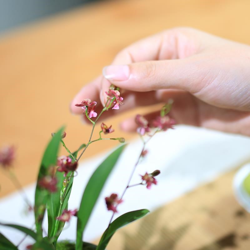 文心兰梦香兰带办公室绿植室内客厅小型花卉带盆迷你兰花盆栽